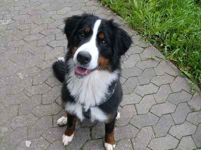 Sanny's Hundeservice - Hundeschule in Nürnberg