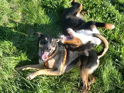 Sanny's Hundeservice - Hundeschule in Nürnberg