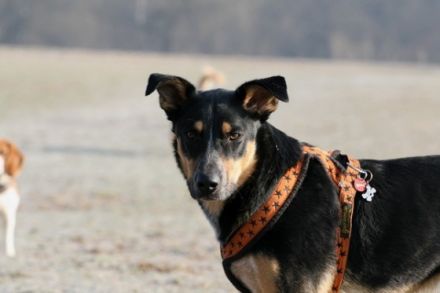 Sanny's Hundeservice - Hundeschule in Nürnberg