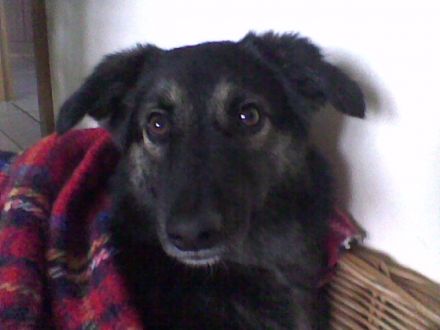 Mobile Tierheilpraxis & Tierhaltungsberatung Heike Schmickler