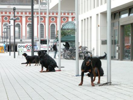 Sachkunde Prüfung,Verhaltenstest mit Maulkorbbefreiung,anerkannte Bescheinigung für Städte und Gemei