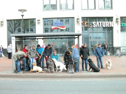 Sachkunde Prüfung,Verhaltenstest mit Maulkorbbefreiung,anerkannte Bescheinigung für Städte und Gemei