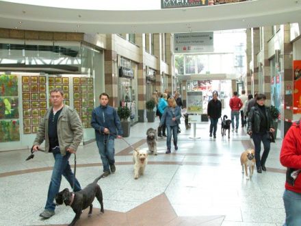 Sachkunde Prüfung,Verhaltenstest mit Maulkorbbefreiung,anerkannte Bescheinigung für Städte und Gemei