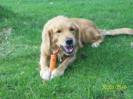 Schnauzentraining Hamburg