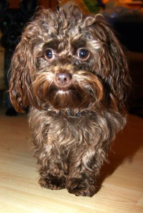 Sigi vom Zarenhof Romanow