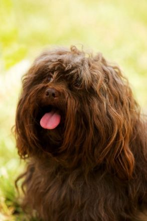 Sigi vom Zarenhof Romanow