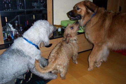 Berliner Tierdroschke