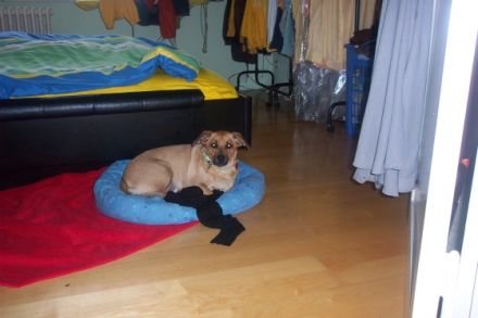 Berliner Tierdroschke