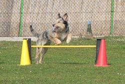 Auf glücklichen Pfoten...zum Partner fürs Leben