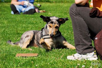 Auf glücklichen Pfoten...zum Partner fürs Leben