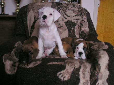 von der Berliner Schnauze