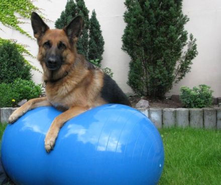 dogs in motion - Physiotherapie für Hunde