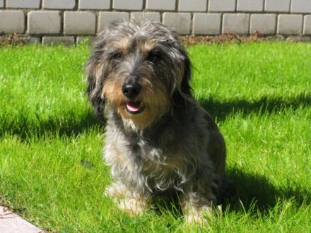 dogs in motion - Physiotherapie für Hunde