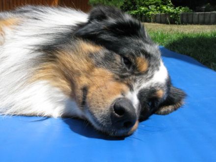 dogs in motion - Physiotherapie für Hunde