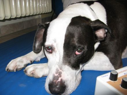 dogs in motion - Physiotherapie für Hunde