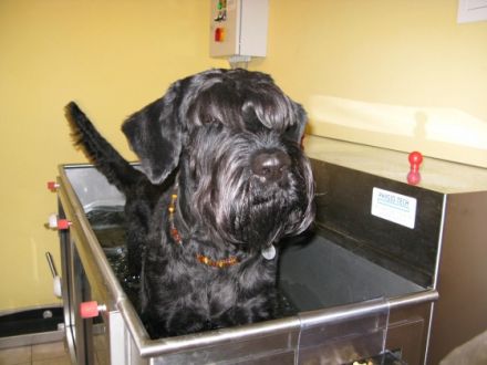 dogs in motion - Physiotherapie für Hunde