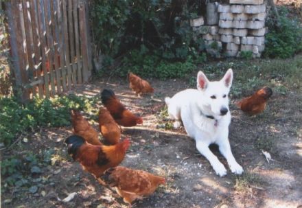 Hundeschule Heßling - kompetent und artgerecht