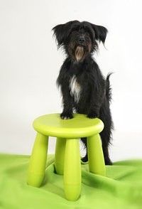 professionelle Hundeschule Ulrike Müller