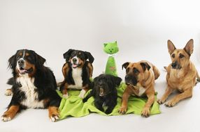 professionelle Hundeschule Ulrike Müller