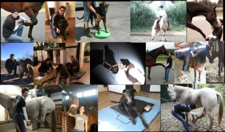 Tierphysiotherapie Soest