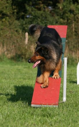 Hundeschule Weissepfote