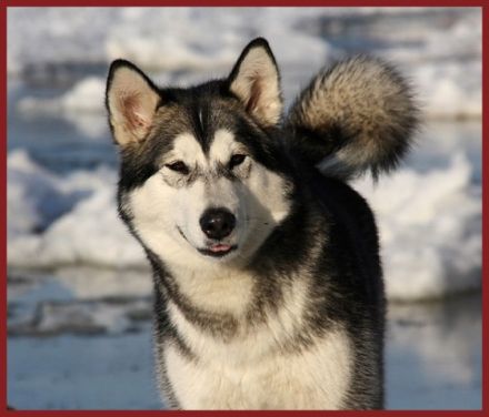 Hundeschule Wehlandt