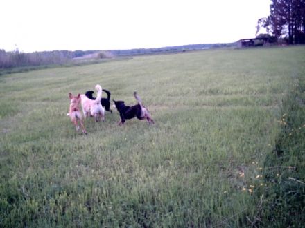 Hundepension-Salon-El Bonito