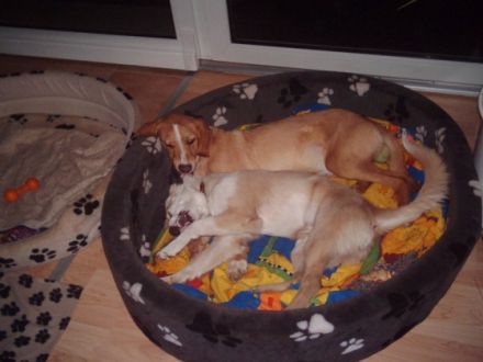 Hundepension-Salon-El Bonito