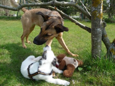 Hundepension-Salon-El Bonito