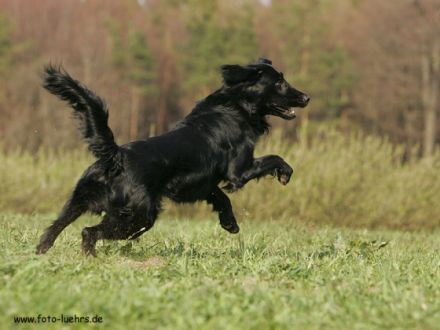 Dymen, Nigel, Indi, Bob