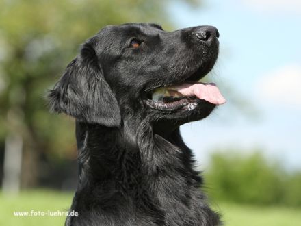 Dymen, Nigel, Indi, Bob