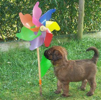 Los pequeños Banditos