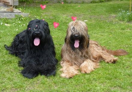 Los pequeños Banditos
