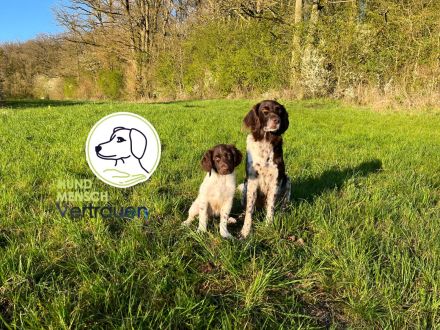 Hundeschule "Hund-Mensch-Vertrauen"