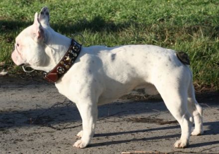 Mr. Moe "Carlsson" vom Fichtenwald