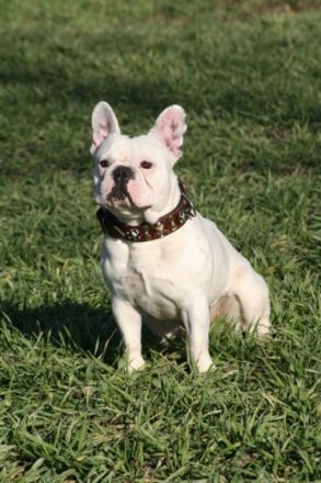 Mr. Moe "Carlsson" vom Fichtenwald