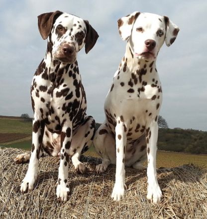 Hundephysiotherapie-Hundekrankengymnastik Christiane Strümer