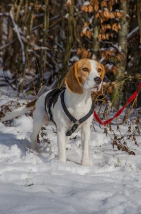 of the Bouncy Beagle Bunch