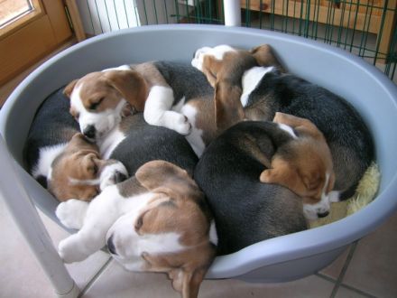 of the Bouncy Beagle Bunch