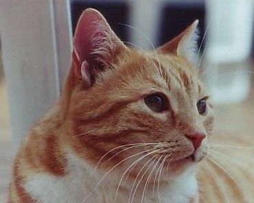 Kattobello Tierpsychologe für Hund und Katze, Hundeschule, Tierfotografie