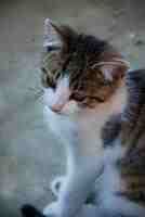 Naturheilpraxis für TiereKristina  Nitsch