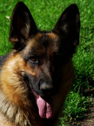 vom Tecklenburger Land