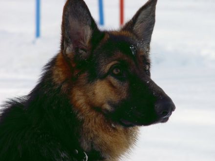 vom Tecklenburger Land