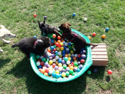 Hundeschule TeamWork