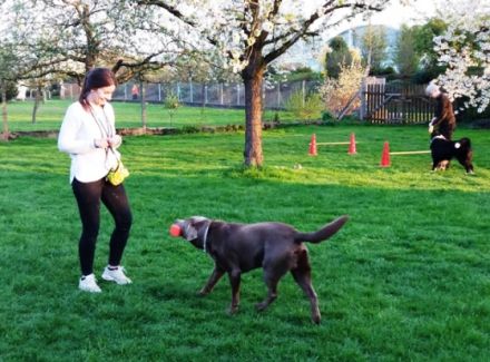 Hundeschule TeamWork