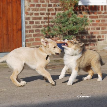 Creahof - Hundeschule