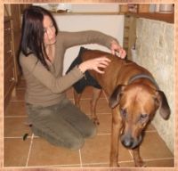 Tierheilkunde und Tierpsychologie für Heimtiere Cornelia Köhler