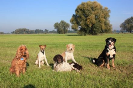 Hundeservice Just for Fun