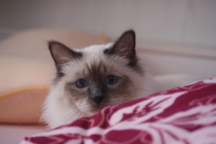 von der Rosenterrasse