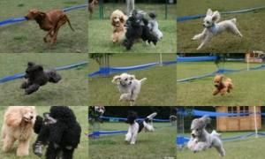 DPK Bezirksgruppe Lünen-Unna in 44536 Lünen-Brambauer